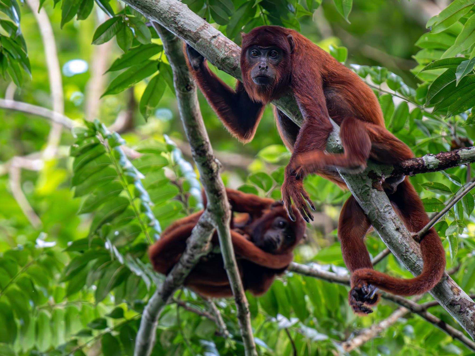 Tambopata Research Center Villa Buitenkant foto